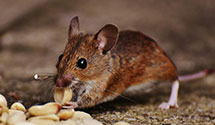 24 Hour & Emergency Exterminators in Mountain Vlg, CO